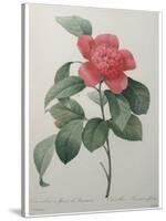 Camellia Amenonefolia-Pierre-Joseph Redoute-Stretched Canvas