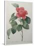 Camellia Amenonefolia-Pierre-Joseph Redoute-Stretched Canvas