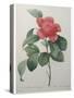 Camellia Amenonefolia-Pierre-Joseph Redoute-Stretched Canvas