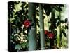 Camellia and Bamboo-null-Stretched Canvas