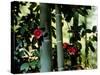 Camellia and Bamboo-null-Stretched Canvas