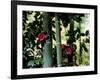 Camellia and Bamboo-null-Framed Photographic Print