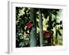 Camellia and Bamboo-null-Framed Photographic Print