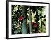 Camellia and Bamboo-null-Framed Photographic Print