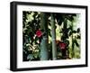 Camellia and Bamboo-null-Framed Photographic Print