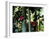 Camellia and Bamboo-null-Framed Photographic Print