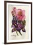 Camellia and Dutch Iris-Joan Thewsey-Framed Giclee Print