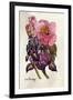 Camellia and Dutch Iris-Joan Thewsey-Framed Giclee Print