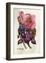 Camellia and Dutch Iris-Joan Thewsey-Framed Giclee Print