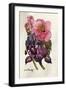 Camellia and Dutch Iris-Joan Thewsey-Framed Giclee Print