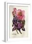 Camellia and Dutch Iris-Joan Thewsey-Framed Giclee Print