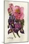 Camellia and Dutch Iris-Joan Thewsey-Mounted Giclee Print