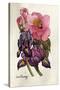 Camellia and Dutch Iris-Joan Thewsey-Stretched Canvas