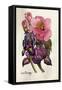 Camellia and Dutch Iris-Joan Thewsey-Framed Stretched Canvas