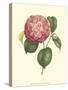 Camellia Blooms I-J^ J^ Jung-Stretched Canvas