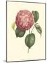 Camellia Blooms I-J^ J^ Jung-Mounted Art Print