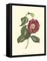 Camellia Blooms II-J^ J^ Jung-Framed Stretched Canvas