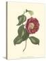 Camellia Blooms II-J^ J^ Jung-Stretched Canvas