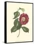 Camellia Blooms II-J^ J^ Jung-Framed Stretched Canvas