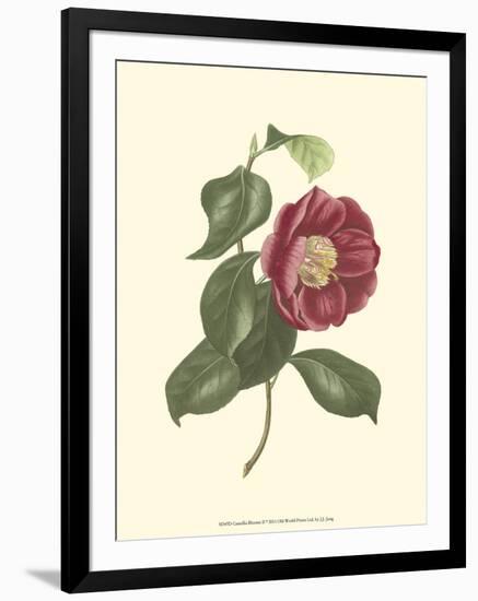 Camellia Blooms II-J^ J^ Jung-Framed Art Print