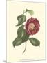 Camellia Blooms II-J^ J^ Jung-Mounted Art Print