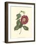 Camellia Blooms II-J^ J^ Jung-Framed Art Print