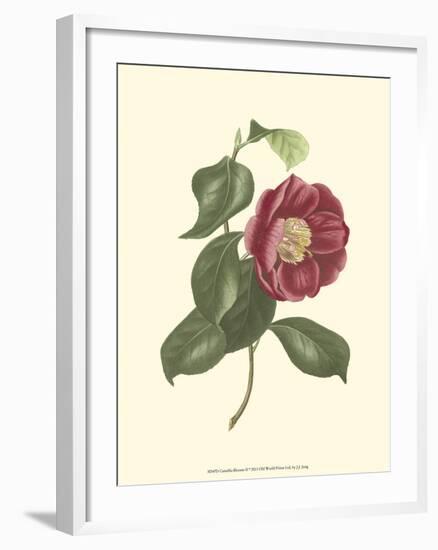 Camellia Blooms II-J^ J^ Jung-Framed Art Print