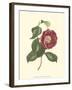 Camellia Blooms II-J^ J^ Jung-Framed Art Print