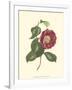 Camellia Blooms II-J^ J^ Jung-Framed Art Print