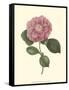 Camellia Blooms III-J^ J^ Jung-Framed Stretched Canvas