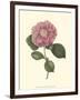 Camellia Blooms III-J^ J^ Jung-Framed Art Print