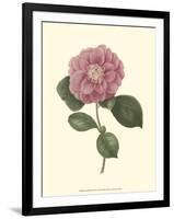 Camellia Blooms III-J^ J^ Jung-Framed Art Print