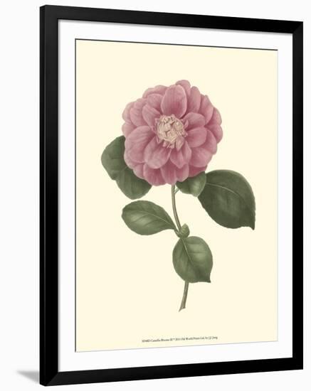 Camellia Blooms III-J^ J^ Jung-Framed Art Print