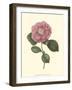 Camellia Blooms III-J^ J^ Jung-Framed Art Print