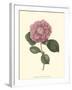 Camellia Blooms III-J^ J^ Jung-Framed Art Print