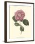 Camellia Blooms III-J^ J^ Jung-Framed Art Print