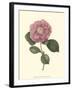 Camellia Blooms III-J^ J^ Jung-Framed Art Print