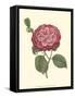 Camellia Blooms IV-J^ J^ Jung-Framed Stretched Canvas