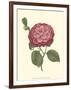 Camellia Blooms IV-J^ J^ Jung-Framed Art Print