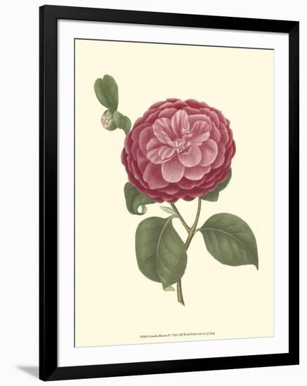 Camellia Blooms IV-J^ J^ Jung-Framed Art Print