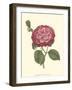 Camellia Blooms IV-J^ J^ Jung-Framed Art Print