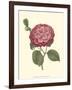 Camellia Blooms IV-J^ J^ Jung-Framed Art Print