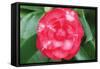 Camellia Flower 1-Erin Berzel-Framed Stretched Canvas