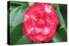 Camellia Flower 1-Erin Berzel-Stretched Canvas