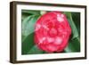 Camellia Flower 1-Erin Berzel-Framed Photographic Print