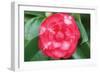 Camellia Flower 1-Erin Berzel-Framed Photographic Print