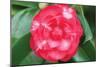 Camellia Flower 1-Erin Berzel-Mounted Photographic Print