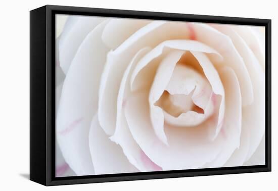 Camellia Flower-null-Framed Stretched Canvas