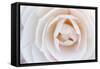 Camellia Flower-null-Framed Stretched Canvas