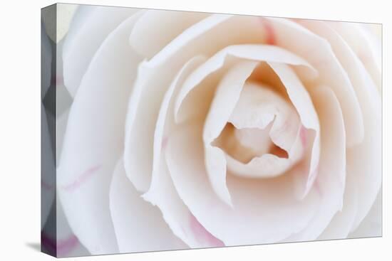 Camellia Flower-null-Stretched Canvas